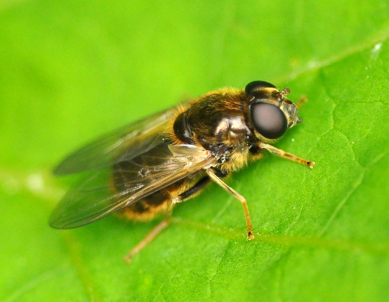 Diptera da id.